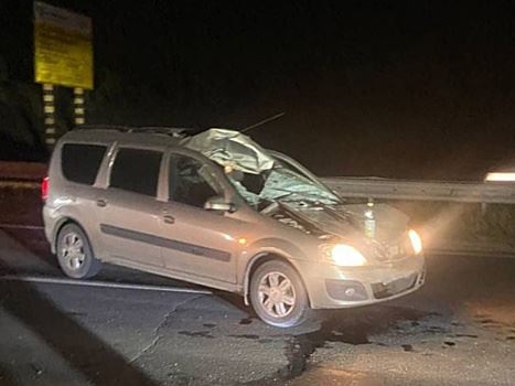 В Самарской области лось выбежал на трассу и попал под колеса "Ларгуса"