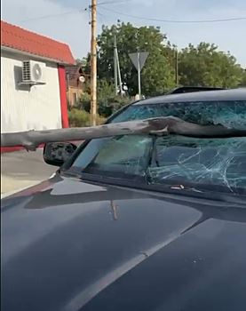 В Шахтах ветка пробила лобовое стекло движущегося автомобиля