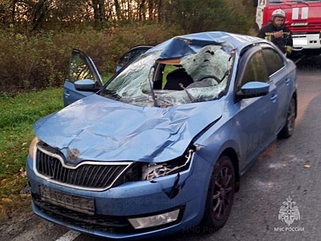 Лось накинулся на иномарку