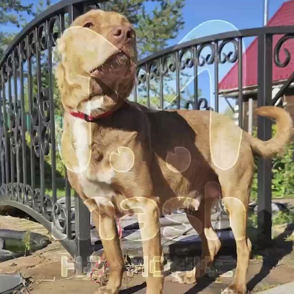 «Бежала вслед»: в Ленобласти люди выкинули из авто беременную собаку